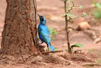 Uganda birds 7_FSC Jjumba Martin