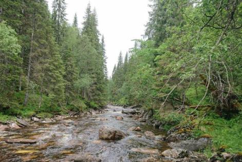 FSC åbner kontor i Norge