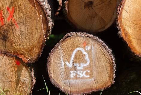 2022_FSC Germany_FSC certified forest, cutted oak_Boppard_(c)FSC Germany_Stefan Lechner_jpg