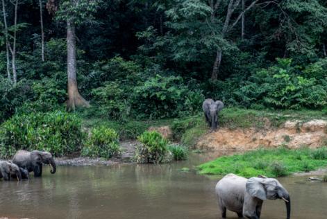 FSC_DK_GABON