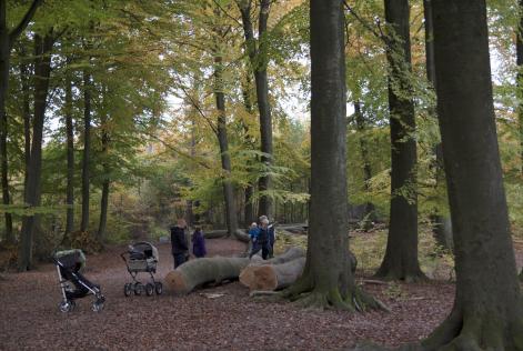 FSC Danmark lancerer ny skovstandard