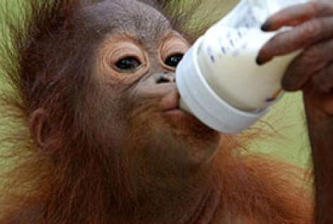 Red orangutangen