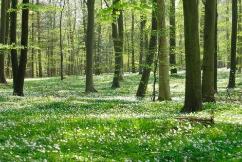 den danske FSC-skovstandard