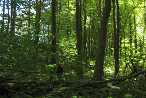 Få tilskud til FSC-certificering af din skov