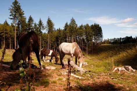Tag på skovtur med FSC i Gribskov
