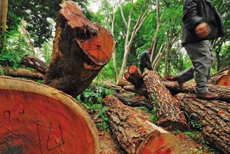 Naturstyrelsen har politianmeldt virksomhed for ulovlig træhandel