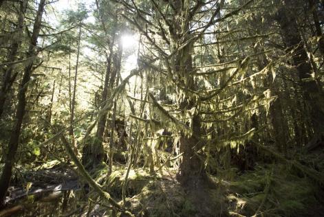 Ny forskning: FSC®-certificering er det bedste redskab