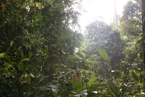 FSC dissocierer sig fra BILT