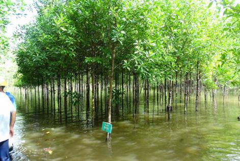 Indonesisk gruppeordning tildelt tredobbelt certificering