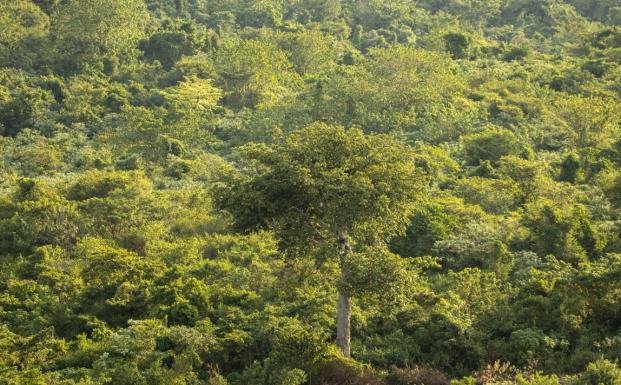 2023_FSC Africa_West Bugwe, Uganda_Verified Impact in FSC Certified natural forest UTGA_(c) FSC Africa_Smith Oltega.JPG