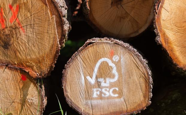 2022_FSC Germany_FSC certified forest, cutted oak_Boppard_(c)FSC Germany_Stefan Lechner_jpg
