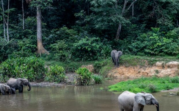 FSC_DK_GABON