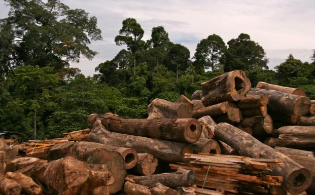 FSC-certificeret skov på Borneo