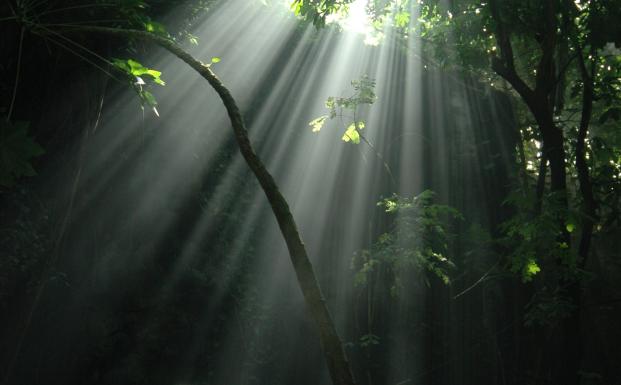Rainforest