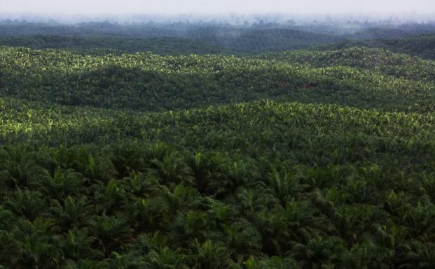 Palmeolieplantage på Borneo, Indonesien