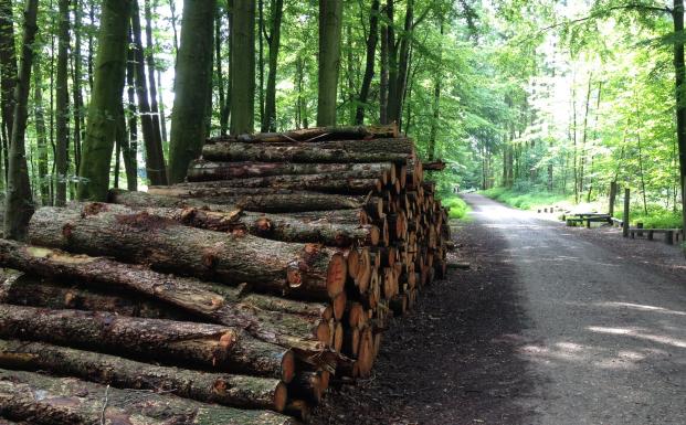 FSC skov