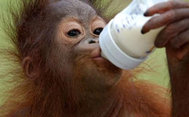 Red orangutangen