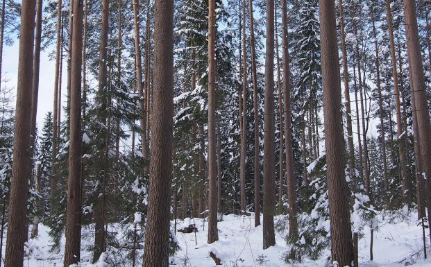 Finsk skov