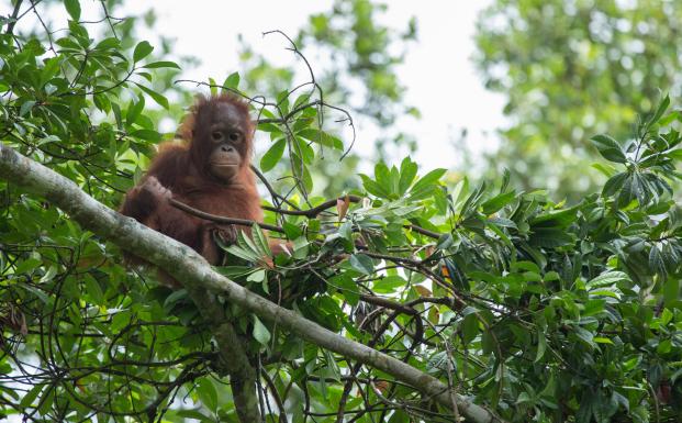 Red Orangutangen: Forbrugerne skal støtte op om FSC