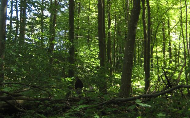 Få tilskud til FSC-certificering af din skov