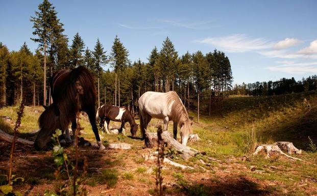 Tag på skovtur med FSC i Gribskov