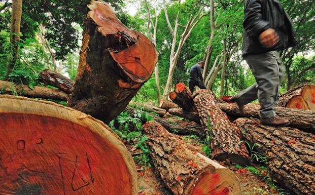 Naturstyrelsen har politianmeldt virksomhed for ulovlig træhandel