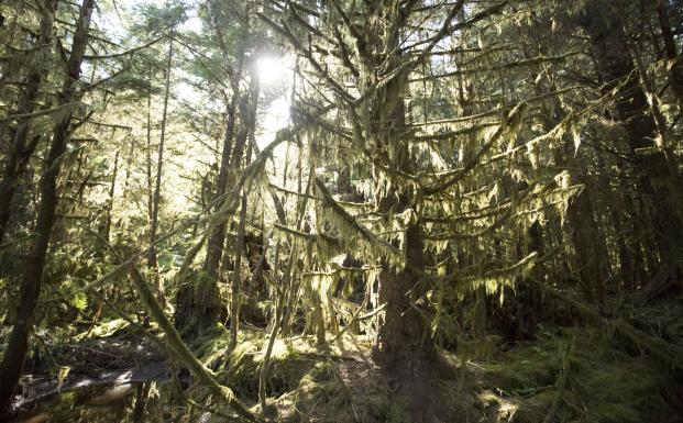 Ny forskning: FSC®-certificering er det bedste redskab