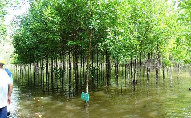 Indonesisk gruppeordning tildelt tredobbelt certificering