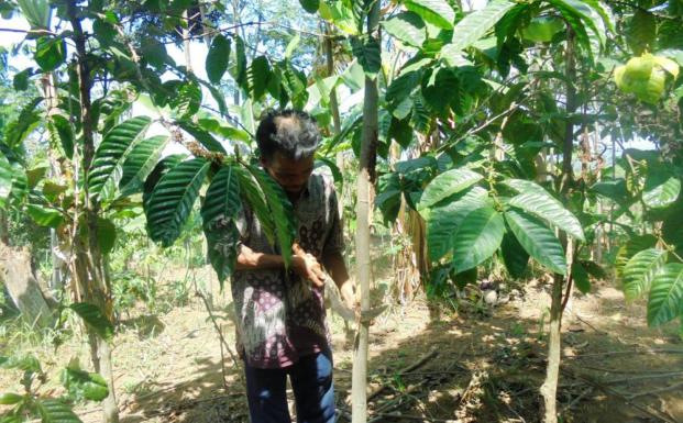 Pruning activity (© KSU Alas Mandari KTI)