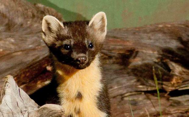 Skovmår (Martes martes)