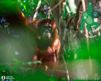Red Orangutangen FSC Ugen 26