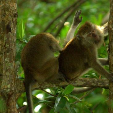Indonesisk gruppeordning tildelt tredobbelt certificering1